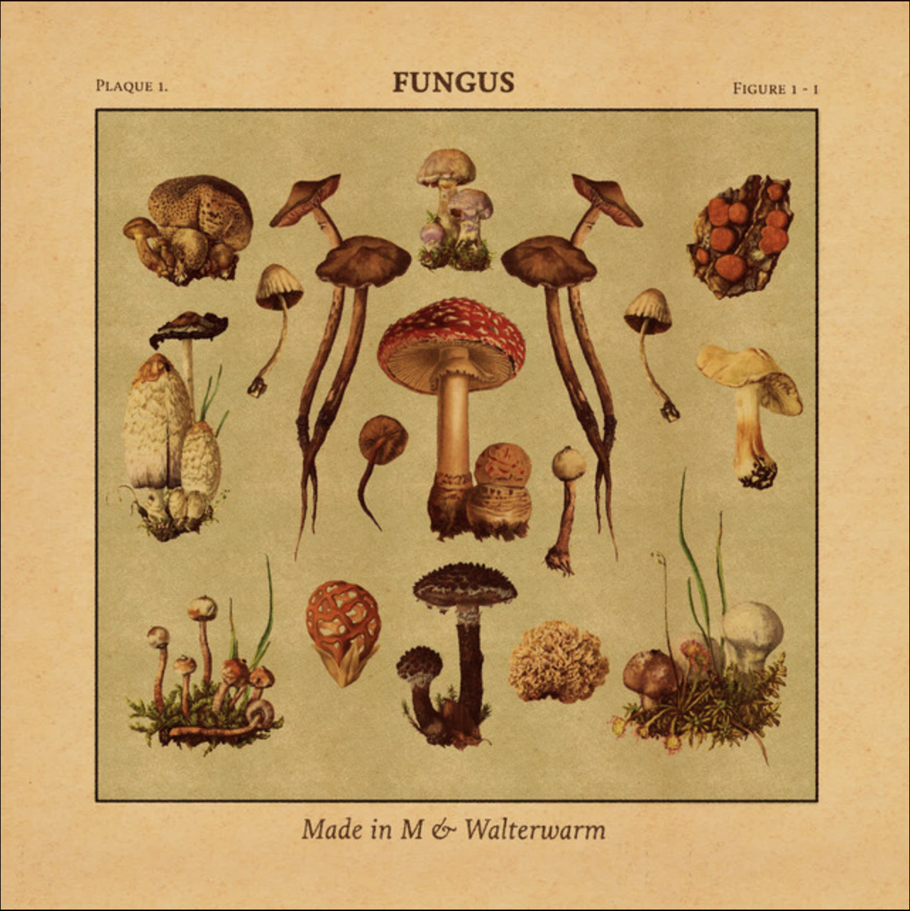 Fungus cover
